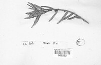 Phyllosticta concentrica image
